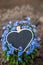 A heart lies on blue forget-me-not