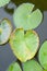 Heart Lotus leaf, Lotus leaf-shaped heart