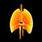 Heart, Lungs and Diaphragm anterior view