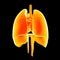 Heart, Lungs and Diaphragm posterior view