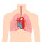 Heart and lungs. Internal organs in a male human body. Anatomy of people.Part of the human heart. Anatomy. D