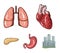 Heart, lungs, stomach, pancreas. Human organs set collection icons in cartoon style vector symbol stock illustration web