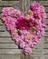 Heart made from pink dahlia blooms