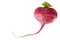 Heart made of radish