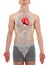 Heart Male - Internal Organs Anatomy - 3D illustration