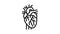 heart organ line icon animation
