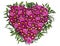 Heart of pink roses and chrysanthemums on a white background, to