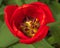 The heart of a Red Tulip Flower