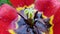 Heart of red tulip with raindrops