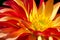 Heart of a red / yellow dahlia flower as closeup