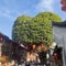 A heart shap tree in China three lanes and seven alleys