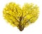 heart shape of beautiful yellow ginkgo branch on white background