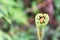 Heart shape of Bracken fern on blurred nature background