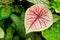 Heart-shape Caladium