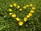 Heart Shape Grown Yellow Flowers