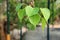 Heart shape leaf, pipal leaves on Bodhi tree in Buddhist temple