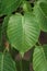 Heart shape leaf, pipal leaves on tree