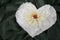 Heart shape made of peony flower on green background. Valentines,love and wedding concept ideas.