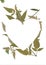 A heart shape made from pressed green jasmine leaves.