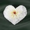 Heart shape made of white peony flower on green background.