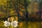 Heart shape of swans love mate for life in scenic view of misty pond autumn romantic landscape with beautiful old bridge in the