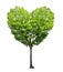 Heart shape tree