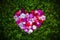 Heart-shaped armful of colorful phlox flowers on the grass.