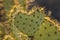 Heart-Shaped Backlit Prickly Pear Cactus