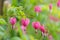 Heart-shaped Bleeding heart flower in pink and white color during summer in Austria, Europe