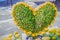 Heart-shaped bonsai with yellow flowers decorated in the garden.