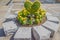 Heart-shaped bonsai with yellow flowers decorated in the garden.