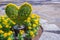 Heart-shaped bonsai with yellow flowers decorated in the garden.