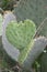 Heart shaped cactus