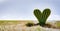 Heart shaped cactus on desert. Concepts of love, feeling lonely, love hurts