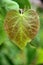 Heart-shaped, Cercis canadensis - Eastern Redbud Tree Leaf