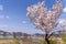 Heart-shaped cherry blossom tree under the blue sky