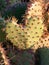 Heart Shaped Coastal Prickly Pear Cactus