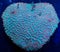 Heart Shaped Colony of Cyphastrea Coral