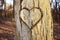 Heart shaped cut in tree trunk bark in sunshine on blurred background