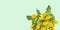 Heart-shaped dandelion flowers on a green background with space for text. Hello summer time banner.