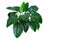 Heart shaped dark green leaves of philodendron â€œEmerald Greenâ€ tropical foliage plant bush isolated on white background,