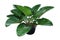 Heart shaped dark green leaves of philodendron tropical foliage plant bush in black plastic flowerpot, popular houseplant isolated