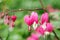 Heart shaped dicentra flower among green leaves