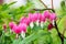 Heart shaped dicentra flower among green leaves