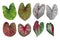 Heart shaped fancy leafed Caladium variegated collection, the tr