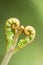 Heart-shaped fern shoot uncurling its leaves