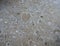 Heart shaped fossil seashell in limestone floor tile