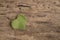 Heart shaped grape leave on a wooden background