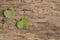 Heart shaped grape leaves on a wooden background