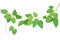 Heart-shaped green leaf climbling vines on white backgr
